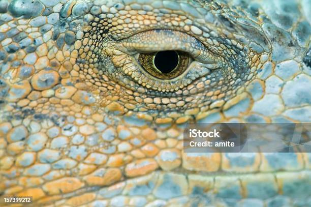 Iguana Olho - Fotografias de stock e mais imagens de Animal - Animal, Dinossauro, Entusiástico