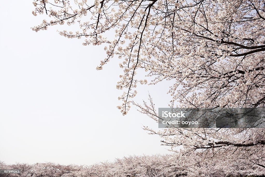 벚꽃 나무 - 로열티 프리 0명 스톡 사진