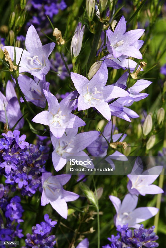 Campainha de flores e lavenders - Royalty-free Campanula rotundifolia Foto de stock