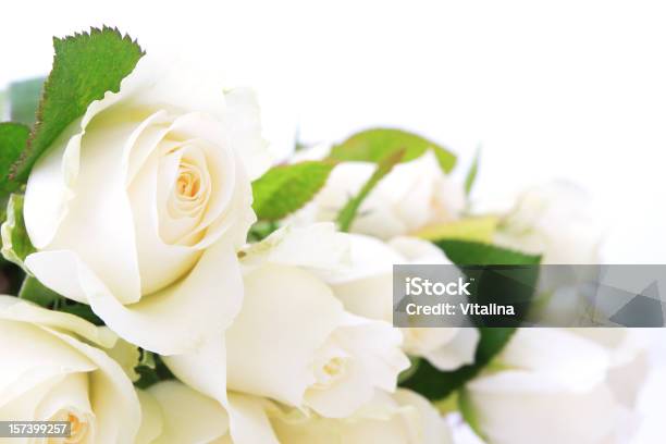 Weiße Rosen Stockfoto und mehr Bilder von Rose - Rose, Weiß, Bildhintergrund