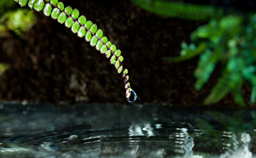water dripping from a fern in to clean,, fresh water (lagoon/pond/river)