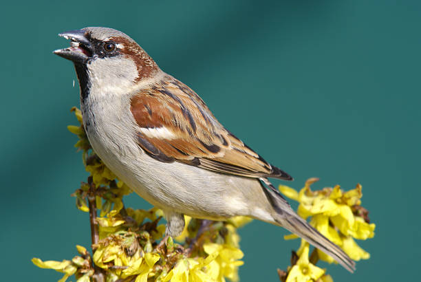 House Sparrow on Bench in Public Park.