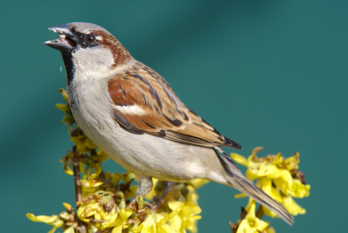 Closeup of a male house sparrow (Indian subspecies P. d. indicus) sitting near ledge of building. Photo taken in Kolkata.