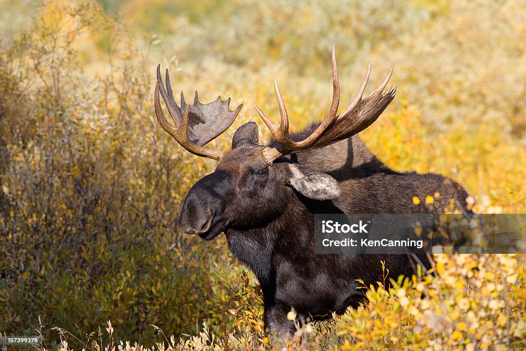 Moose no Outono de salgueiro - Royalty-free Alce Foto de stock