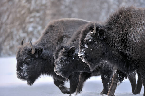 three woodland bison - 西北地區 個照片及圖片檔
