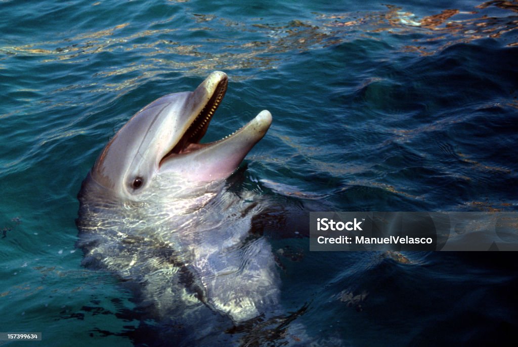 dolphin head  Dolphin Stock Photo