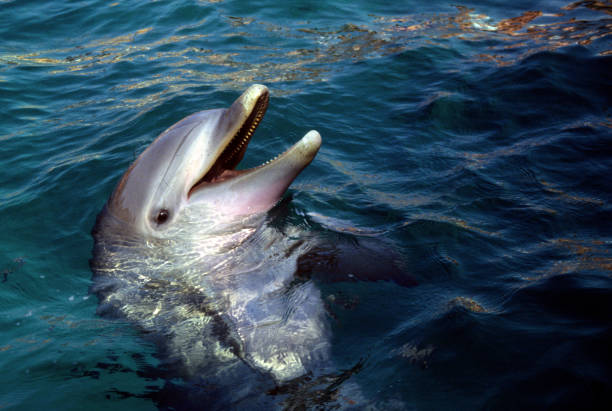 dolphin head stock photo