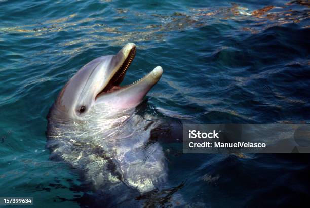 Dolphin Head Stock Photo - Download Image Now - Dolphin, Sea, Humor