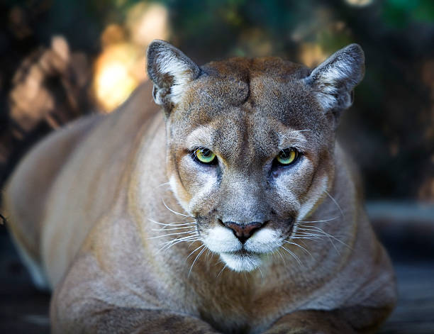 Florida Panther Stares Intensely at Camera Close Up  panthers stock pictures, royalty-free photos & images
