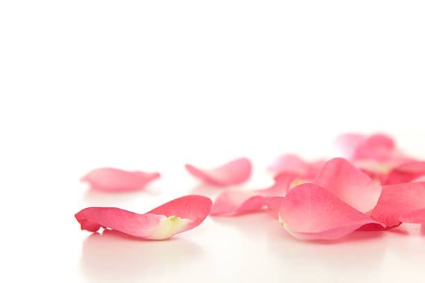 caduta petali di rosa - petalo di rosa foto e immagini stock