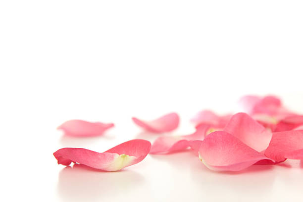 Fallen rose petals stock photo