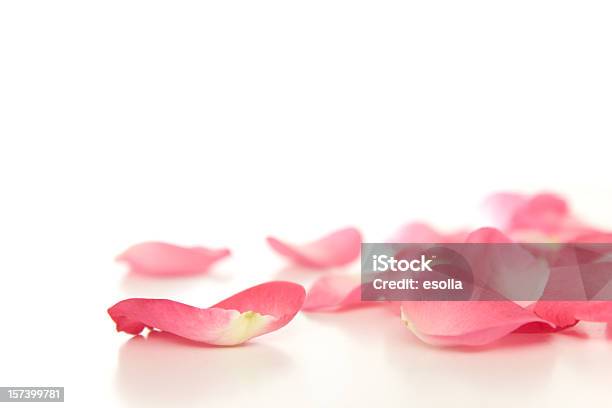 Caído Pétalas De Rosa - Fotografias de stock e mais imagens de Pétala de rosa - Pétala de rosa, Cor de rosa, Rosa - Flor
