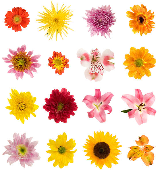16 다른 꽃 - single flower sunflower daisy isolated 뉴스 사진 이미지