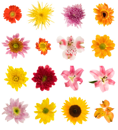 Beautiful flowers of many colors and different varieties