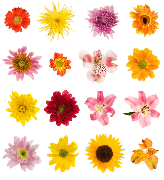 dezasseis diferentes flores - composite flower imagens e fotografias de stock