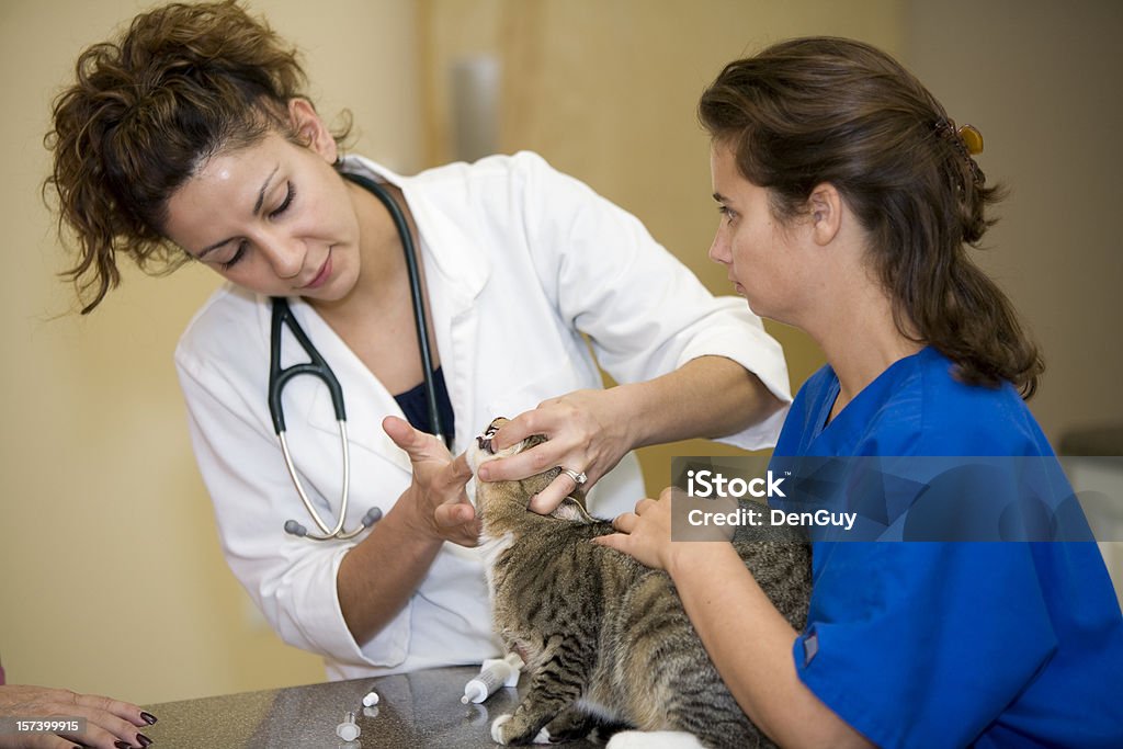 Veterinarian administers medication for cat A veterinarian and a technician give medication to a cat. Technician Stock Photo