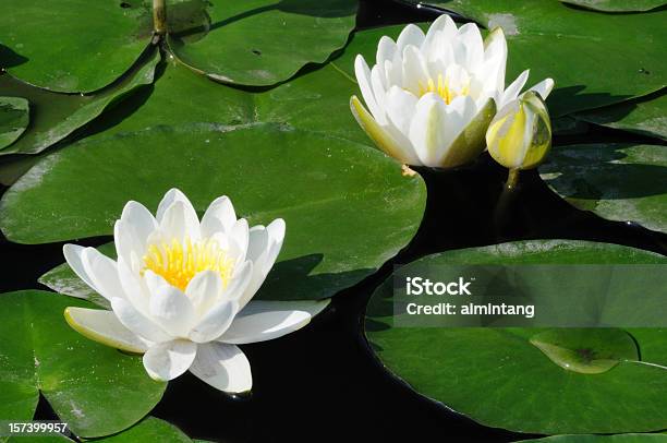 Foto de Lírios De Água Branca e mais fotos de stock de Botânica - Assunto - Botânica - Assunto, Branco, Exterior