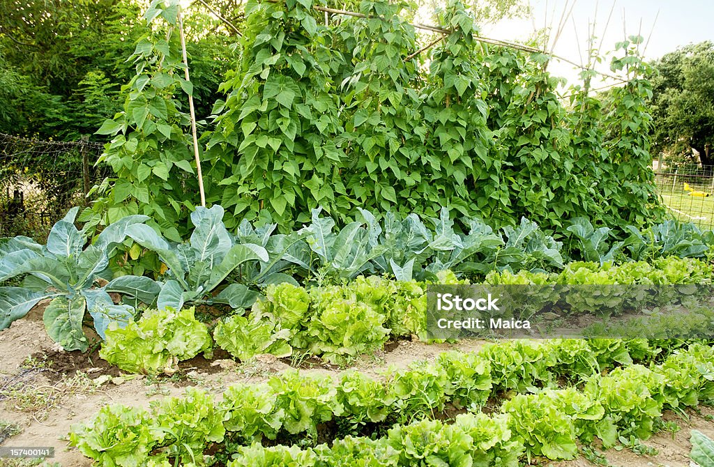 Orchard - Lizenzfrei Gemüsegarten Stock-Foto