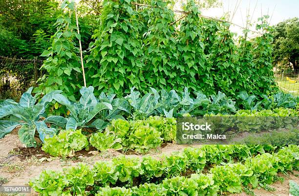 Orchard Stockfoto und mehr Bilder von Gemüsegarten - Gemüsegarten, Agrarland, Bohne