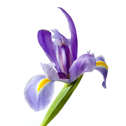 Blooming Iris in Purple and White Color  Panoramic Image