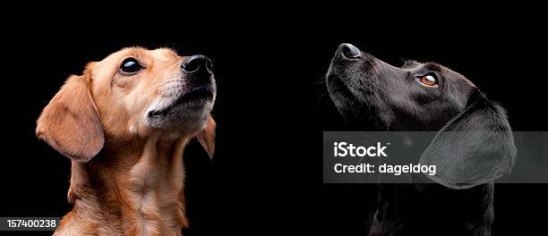 Foto de Jess E Annie e mais fotos de stock de Cão - Cão, Dois Animais, Dourado - Descrição de Cor