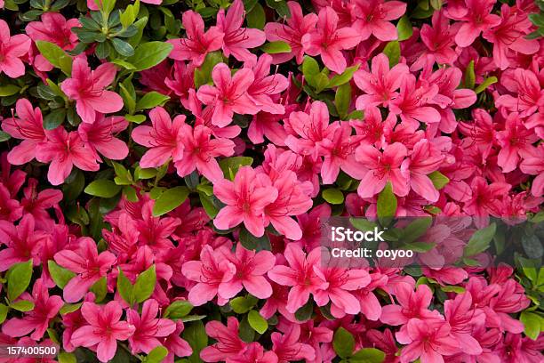 Azalea Stock Photo - Download Image Now - Azalea, Flower, Springtime