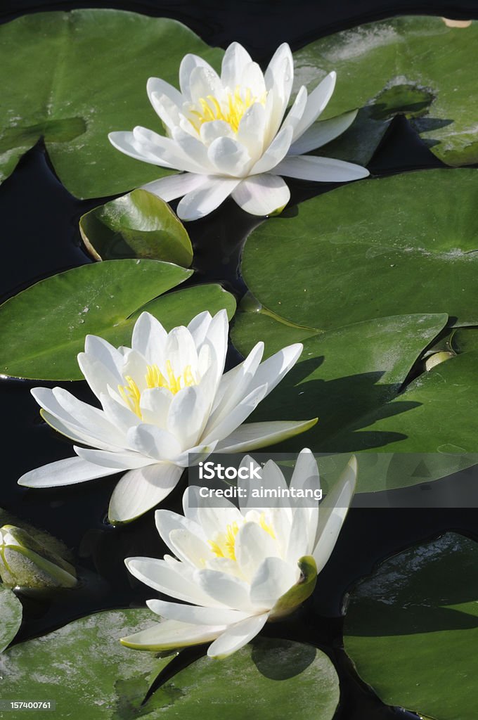 Waterlilies branco - Foto de stock de Botânica - Assunto royalty-free