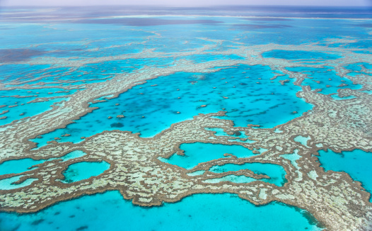 Colorful, picturesque coral reef at sandy bottom of tropical sea, stony corals and fishes Dascyllus, underwater landscape