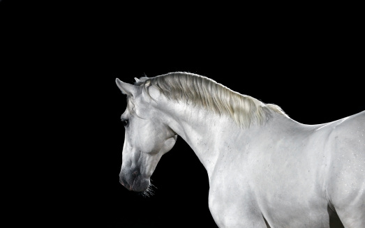 White Mare Tied Outdoors on a Ranch.