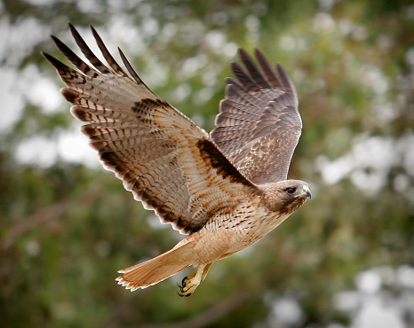California hawk in flight.