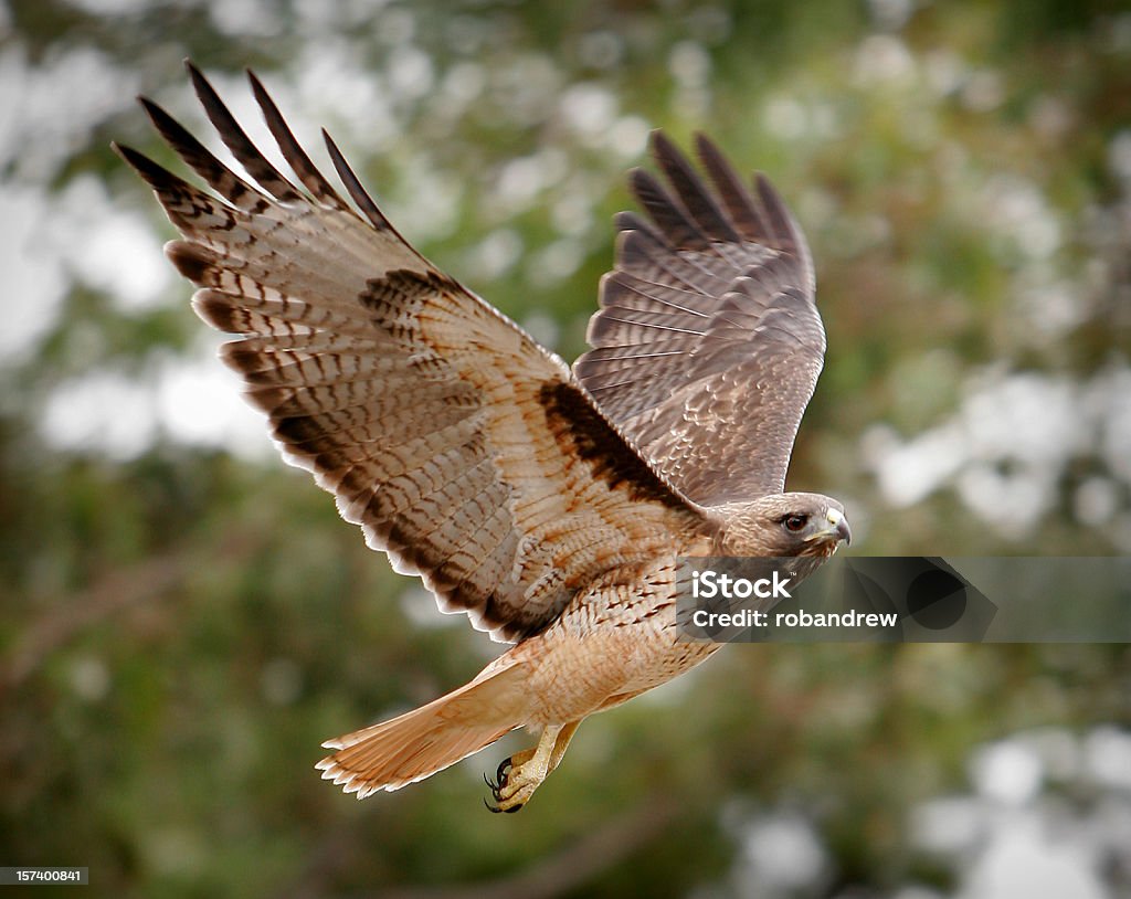 Phot of majestic hawk in flight California hawk in flight. Hawk - Bird Stock Photo