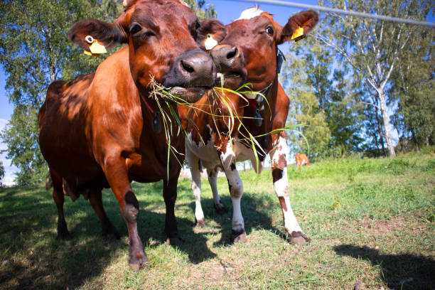 Cows chewing grass together