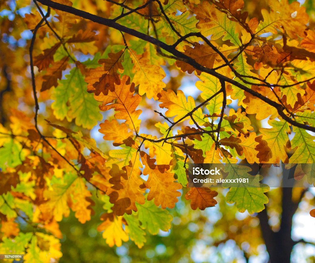 Autumn Leaves  Abstract Stock Photo