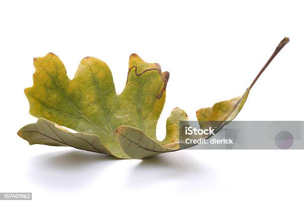 Caído Hoja De Roble Foto de stock y más banco de imágenes de Hoja de roble - Hoja de roble, Fondo blanco, Acurrucado