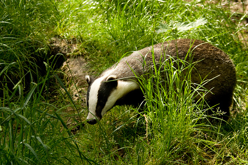 A European Badger side profile slightly looking towards the camera.  White and black stripe on head clearly visible.  Long grass in fore ground and background adds wilderness to the image.  Image taken using Canon camera during daytime in summer.