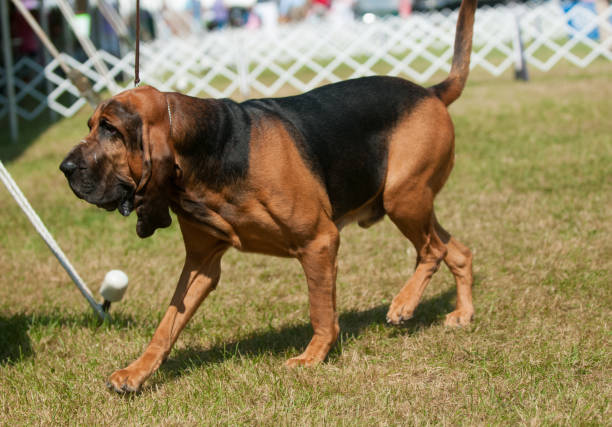 Bloodhound competing in a conformation event at a dog show