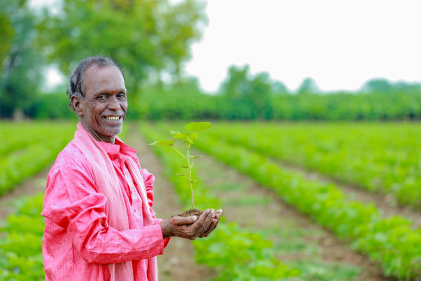 istock Indian happy farmer holding cotton tree in hands, happy farmer 1574022086
