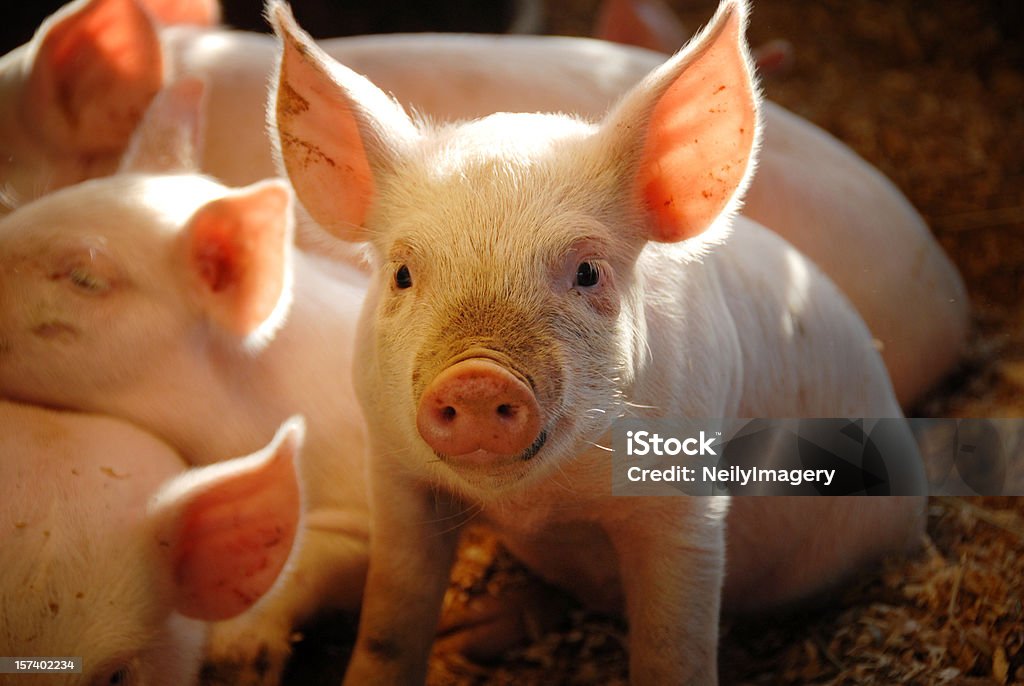 Cette petite Piggie. - Photo de Porc - Mammifère ongulé libre de droits