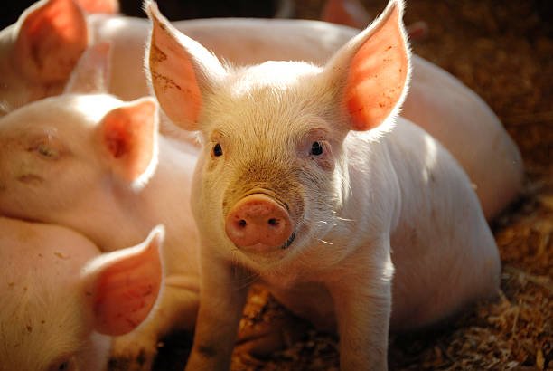 This Little Piggie... Close-up of a cute little piglet with accents of sunlight streaming through the barn window. pig stock pictures, royalty-free photos & images