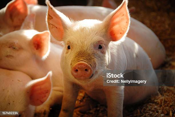 Маленькое Piggie — стоковые фотографии и другие картинки Свинья - Копытное животное - Свинья - Копытное животное, Поросёнок, Ферма