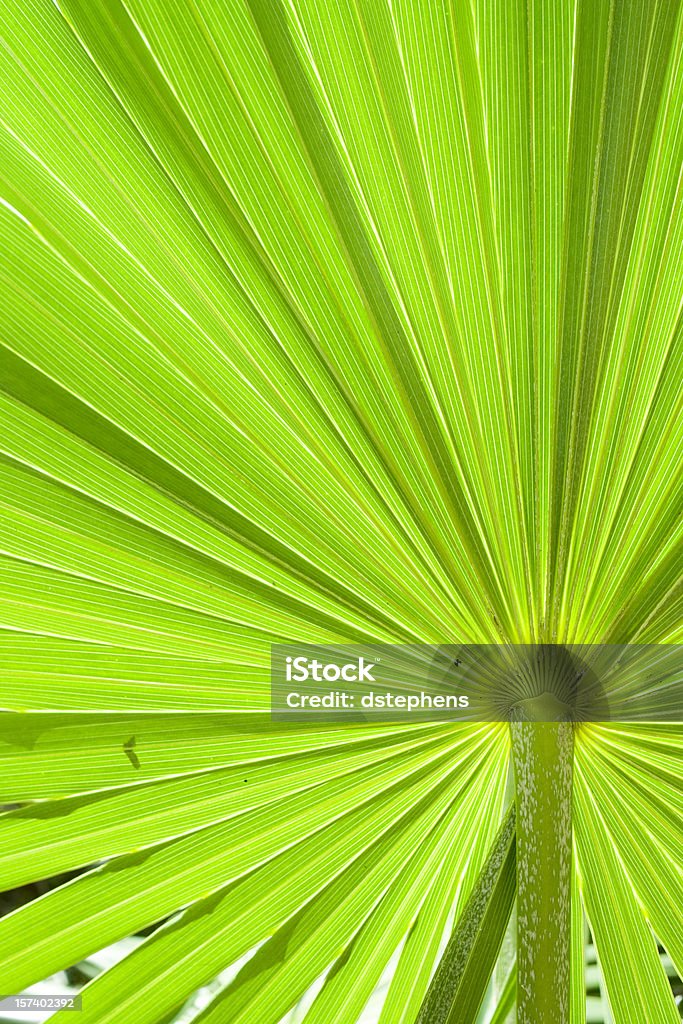 Palm fronda fondo - Foto de stock de Abstracto libre de derechos