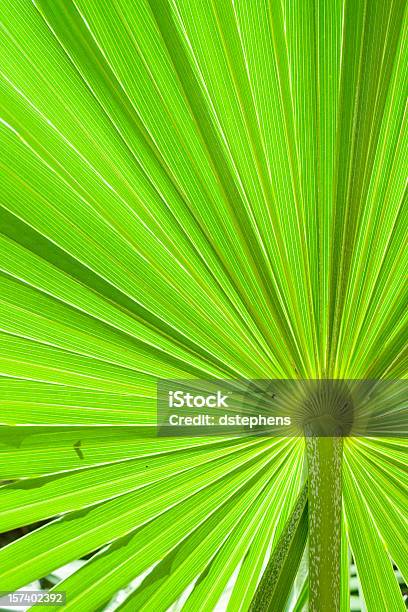 Photo libre de droit de Palm Fronde Fond banque d'images et plus d'images libres de droit de Abstrait - Abstrait, Cercle concentrique, Contre-jour