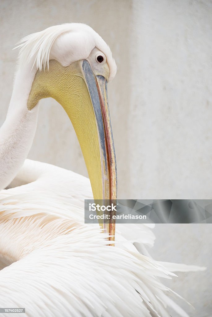 Pelican Preening Mascot birds of Mykonos, Greek Islands. Feather Stock Photo