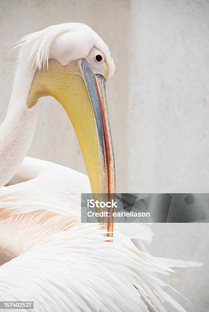 Pelican Preening Stock Photo - Download Image Now - Feather, Pastel Colored, Australian Pelican