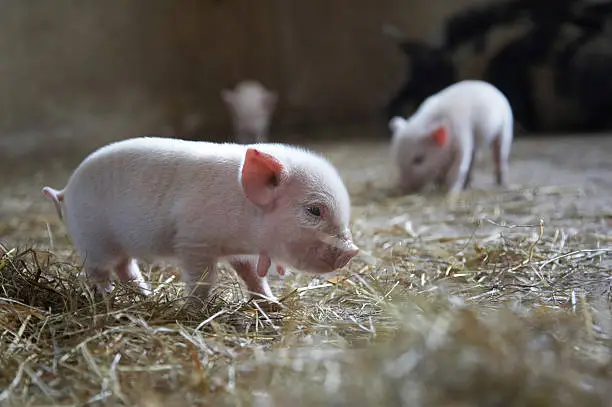Ten day old piglets