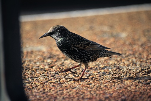A Common Starling in the morning sun.
