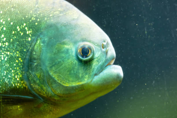 istock Side view of a piranha 1574026023