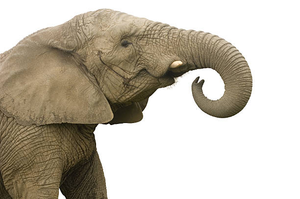 Animal Trunk Stock Photos, Pictures & Royalty-Free Images - iStock Animal Trunk Stock Photos, Pictures & Royalty-Free Images - iStock