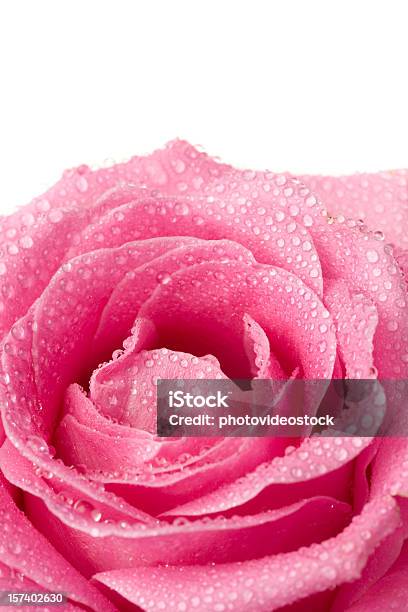 Pink Rose Gotas De Rocío Foto de stock y más banco de imágenes de Rocío - Rocío, Rosa - Color, Rosa - Flor