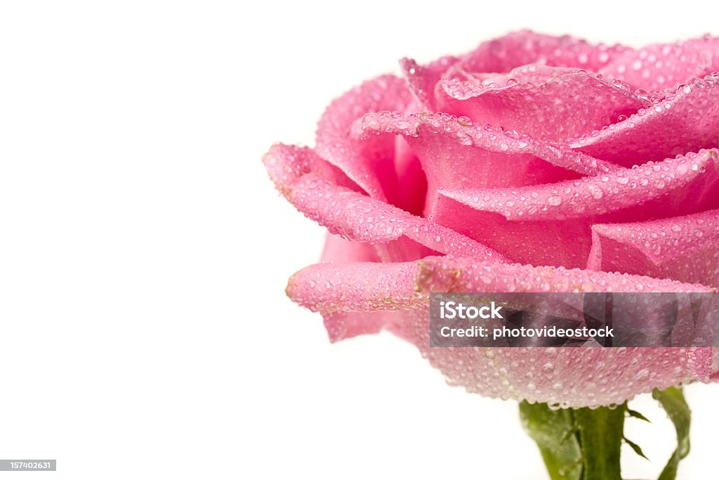 핑크 로즈 데테일 - 로열티 프리 꽃 한송이 스톡 사진